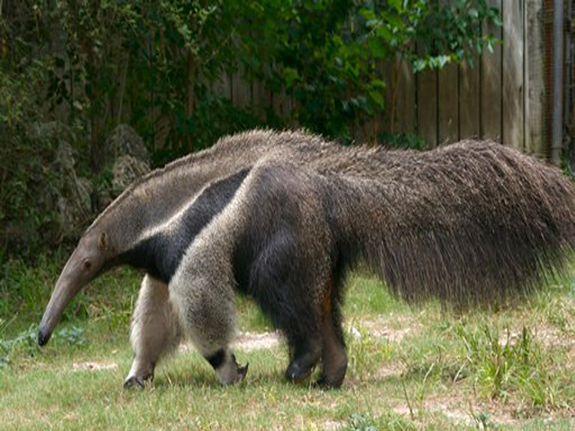 Anteater