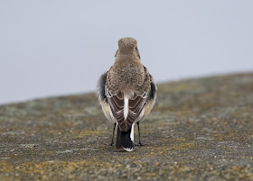 Pied Wheatear - Meols, Wirral