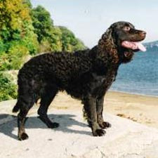 Dog Breed Gallery: American Water Spaniel Dog Breeds