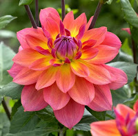 Dahlia flower