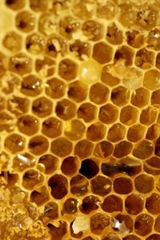 1147973_honeycomb_2