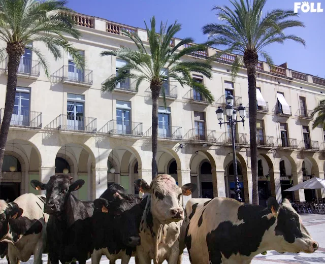 Vaques a la plaça de la Vila de Vilanova i la Geltrú