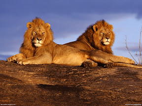 Lions | nature desktop wallpapers Images Photos