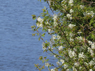 spring trees