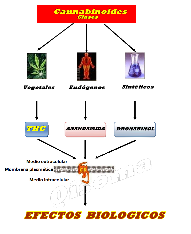 cannabinoides