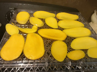 Dehydrating mangoes, ataulfo mango, honey mango,