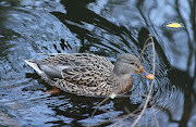 Central Park nature walkDecember 13, 2011 (img )