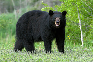 Black bear vs Cougar