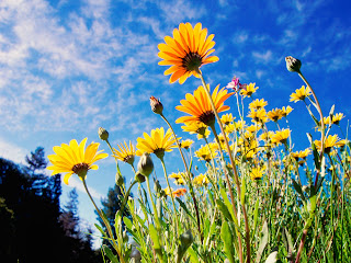 African Daisies wallpaper