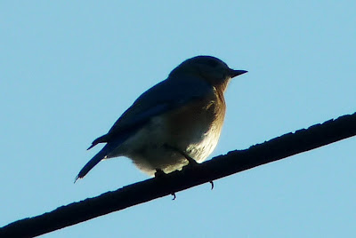 bluebird