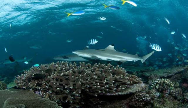 SPOT TERBAIK PENYELAMAN DI PULAU WEH