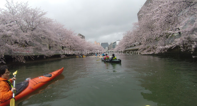 Japan cherry blossoms