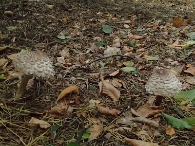 grzyby 2017, grzyby w październiku, podgrzybek brunatny, borowik szlachetny, opieńka ciemna, muchomor czerwieniejący, pieprznik trąbkowy, czubajka czerwieniejąca, lejkowiec dęty, czernidłak gromadny, muchomor czerwony, borowik szlachetny, boczniak ostrygowaty 