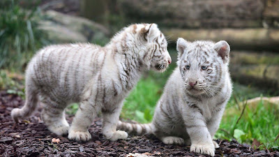 white-tiger-cubs-so-cute-sweet-animals
