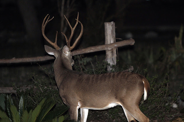 axis whitetail hybrid in New Braunfels?