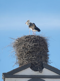 cigognes Faro (billet photo)