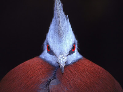 Crowned Pigeon Wallpaper