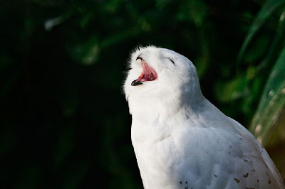 Laughing Owls Seen On www.coolpicturegallery.us