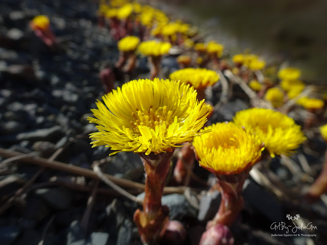 Yellow Wildflower