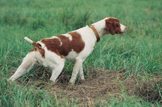 Brittany Dog Photos