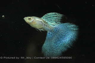 Jual Guppy Blue Taiwan,  Harga Guppy Blue Taiwan,  Toko Guppy Blue Taiwan,  Diskon Guppy Blue Taiwan,  Beli Guppy Blue Taiwan,  Review Guppy Blue Taiwan,  Promo Guppy Blue Taiwan,  Spesifikasi Guppy Blue Taiwan,  Guppy Blue Taiwan Murah,  Guppy Blue Taiwan Asli,  Guppy Blue Taiwan Original,  Guppy Blue Taiwan Jakarta,  Jenis Guppy Blue Taiwan,  Budidaya Guppy Blue Taiwan,  Peternak Guppy Blue Taiwan,  Cara Merawat Guppy Blue Taiwan,  Tips Merawat Guppy Blue Taiwan,  Bagaimana cara merawat Guppy Blue Taiwan,  Bagaimana mengobati Guppy Blue Taiwan,  Ciri-Ciri Hamil Guppy Blue Taiwan,  Kandang Guppy Blue Taiwan,  Ternak Guppy Blue Taiwan,  Makanan Guppy Blue Taiwan,  Guppy Blue Taiwan Termahal,  Adopsi Guppy Blue Taiwan,  Jual Cepat Guppy Blue Taiwan,  Guppy Blue Taiwan  Jakarta,  Guppy Blue Taiwan  Bandung,  Guppy Blue Taiwan  Medan,  Guppy Blue Taiwan  Bali,  Guppy Blue Taiwan  Makassar,  Guppy Blue Taiwan  Jambi,  Guppy Blue Taiwan  Pekanbaru,  Guppy Blue Taiwan  Palembang,  Guppy Blue Taiwan  Sumatera,  Guppy Blue Taiwan  Langsa,  Guppy Blue Taiwan  Lhokseumawe,  Guppy Blue Taiwan  Meulaboh,  Guppy Blue Taiwan  Sabang,  Guppy Blue Taiwan  Subulussalam,  Guppy Blue Taiwan  Denpasar,  Guppy Blue Taiwan  Pangkalpinang,  Guppy Blue Taiwan  Cilegon,  Guppy Blue Taiwan  Serang,  Guppy Blue Taiwan  Tangerang Selatan,  Guppy Blue Taiwan  Tangerang,  Guppy Blue Taiwan  Bengkulu,  Guppy Blue Taiwan  Gorontalo,  Guppy Blue Taiwan  guppy,  Guppy Blue Taiwan  tropical fish,  Guppy Blue Taiwan  aquarium fish,  Guppy Blue Taiwan  bubble guppies games,  Guppy Blue Taiwan  guppy fish,  Guppy Blue Taiwan  bubble guppies videos,  Guppy Blue Taiwan  bubble guppies episodes,  Guppy Blue Taiwan  bubble guppies full episodes,  Guppy Blue Taiwan  super guppy,  Guppy Blue Taiwan  bubble guppies cast,  Guppy Blue Taiwan  aquarium online,  Guppy Blue Taiwan  bubble guppies songs,  Guppy Blue Taiwan  tetra aquarium,  Guppy Blue Taiwan  guppies for sale,  Guppy Blue Taiwan  pregnant guppy,  Guppy Blue Taiwan  bubble guppies characters,  Guppy Blue Taiwan  bubble guppy,  Guppy Blue Taiwan  bubble guppies names,  Guppy Blue Taiwan  guppies fish,  Guppy Blue Taiwan  guppy breeding,  Guppy Blue Taiwan  breeding guppies,  Guppy Blue Taiwan  bubble guppie,  Guppy Blue Taiwan  nick jr bubble guppies,  Guppy Blue Taiwan  bubble guppies coloring pages,  Guppy Blue Taiwan  bubble guppies video,  Guppy Blue Taiwan  bubble guppy games,  Guppy Blue Taiwan  guppy aquarium,  Guppy Blue Taiwan  guppy care,  Guppy Blue Taiwan  baby guppies,  Guppy Blue Taiwan  design aquarium,  Guppy Blue Taiwan  how to breed guppies,  Guppy Blue Taiwan  endlers guppy,  Guppy Blue Taiwan  bubble guppies wiki,  Guppy Blue Taiwan  bubble guppies game,  Guppy Blue Taiwan  guppies care,  Guppy Blue Taiwan  guppy fry,  Guppy Blue Taiwan  male guppies,  Guppy Blue Taiwan  buble guppies,  Guppy Blue Taiwan  guppy fish care,  Guppy Blue Taiwan  female guppies,  Guppy Blue Taiwan  female guppy,  Guppy Blue Taiwan  guppy tank,  Guppy Blue Taiwan  types of guppies,  Guppy Blue Taiwan  online aquarium,  Guppy Blue Taiwan  guppies aquarium,  Guppy Blue Taiwan  pregnant guppies,  Guppy Blue Taiwan  guppy giving birth,  Guppy Blue Taiwan  what do guppies eat,  Guppy Blue Taiwan  guppy life span,  Guppy Blue Taiwan  guppy pond,  Guppy Blue Taiwan  guppy grass,  Guppy Blue Taiwan  guppies breeding,  Guppy Blue Taiwan  aquarium guppy,  Guppy Blue Taiwan  guppies giving birth,  Guppy Blue Taiwan  bubble guppies pictures,  Guppy Blue Taiwan  bubble guppies show,  Guppy Blue Taiwan  male guppy,  Guppy Blue Taiwan  guppy fish for sale,  Guppy Blue Taiwan  pregnant guppy fish,  Guppy Blue Taiwan  endler guppies,  Guppy Blue Taiwan  guppy babies,  Guppy Blue Taiwan  the bubble guppies,  Guppy Blue Taiwan  bubble guppies images,  Guppy Blue Taiwan  bubble guppies bubble puppy,  Guppy Blue Taiwan  guppy food,  Guppy Blue Taiwan  ferplast aquarium,  Guppy Blue Taiwan  guppy temperature,  Guppy Blue Taiwan  the binding isaac,  Guppy Blue Taiwan  guppy tail,  Guppy Blue Taiwan  the rebirth of isaac,  Guppy Blue Taiwan  the binding of isaac rebirth guppy,  Guppy Blue Taiwan  isaac the game,  Guppy Blue Taiwan  guppie fish,  Guppy Blue Taiwan  guppy fish breeding,  Guppy Blue Taiwan  guppy for sale,  Guppy Blue Taiwan  guppy tank mates,  Guppy Blue Taiwan  aquarium shop online,  Guppy Blue Taiwan  guppy gestation,  Guppy Blue Taiwan  the binding of isaac guppy,  Guppy Blue Taiwan  keeping guppies,  Guppy Blue Taiwan  guppy definition,  Guppy Blue Taiwan  guppy meaning,  Guppy Blue Taiwan  guppy breathing,  Guppy Blue Taiwan  fish tropical,  Guppy Blue Taiwan  endlers guppies,  Guppy Blue Taiwan  baby guppy,  Guppy Blue Taiwan  nickelodeon bubble guppies,  Guppy Blue Taiwan  guppy fish tank,  Guppy Blue Taiwan  guppy types,  Guppy Blue Taiwan  guppy fish types,  Guppy Blue Taiwan  guppy diseases,  Guppy Blue Taiwan  the binding of isaac 2,  Guppy Blue Taiwan  isaac the binding,  Guppy Blue Taiwan  wild guppies,  Guppy Blue Taiwan  wild guppy,  Guppy Blue Taiwan  fantail guppies,  Guppy Blue Taiwan  guppy pregnancy,  Guppy Blue Taiwan  lyretail guppy,  Guppy Blue Taiwan  pregnant guppy stages,  Guppy Blue Taiwan  guppy pregnant,  Guppy Blue Taiwan  male and female guppies,  Guppy Blue Taiwan  bubble guppys,  Guppy Blue Taiwan  guppy birth,  Guppy Blue Taiwan  do guppies need a heater,  Guppy Blue Taiwan  pictures of guppies,  Guppy Blue Taiwan  guppy fish life span,  Guppy Blue Taiwan  guppy water temperature,  Guppy Blue Taiwan  show guppies,  Guppy Blue Taiwan  black guppy,  Guppy Blue Taiwan  red guppy,  Guppy Blue Taiwan  binding isaac wiki,  Guppy Blue Taiwan  binding of isaac 2,  Guppy Blue Taiwan  moscow guppy,  Guppy Blue Taiwan  guppy forum,  Guppy Blue Taiwan  guppies online,  Guppy Blue Taiwan  fantail guppy,  Guppy Blue Taiwan  yellow guppy,  Guppy Blue Taiwan  snakeskin guppy,  Guppy Blue Taiwan  guppy fry growth chart,  Guppy Blue Taiwan  guppy fish food,  Guppy Blue Taiwan  temperature for guppies,  Guppy Blue Taiwan  water temperature for guppies,  Guppy Blue Taiwan  guppy games,  Guppy Blue Taiwan  black moscow guppy,  Guppy Blue Taiwan  full red guppy,  Guppy Blue Taiwan  blue moscow guppy,  Guppy Blue Taiwan  game isaac,  Guppy Blue Taiwan  male guppy fish,  Guppy Blue Taiwan  guppy varieties,  Guppy Blue Taiwan  albino guppy,  Guppy Blue Taiwan  guppy pregnancy stages,  Guppy Blue Taiwan  tequila sunrise guppy,  Guppy Blue Taiwan  guppy fin rot,  Guppy Blue Taiwan  guppy genetics,  Guppy Blue Taiwan  pink guppy,  Guppy Blue Taiwan  the guppy,  Guppy Blue Taiwan  highland guppy,  Guppy Blue Taiwan  guppy breeding tank,  Guppy Blue Taiwan  guppy breeds,  Guppy Blue Taiwan  show guppies for sale,  Guppy Blue Taiwan  guppies for sale uk,  Guppy Blue Taiwan  is my guppy pregnant,  Guppy Blue Taiwan  guppies having babies,  Guppy Blue Taiwan  guppy female,  Guppy Blue Taiwan  guppy fry care,  Guppy Blue Taiwan  do guppies need a filter,  Guppy Blue Taiwan  do guppies eat their babies,  Guppy Blue Taiwan  do guppies sleep,  Guppy Blue Taiwan  aquarium 40 liter,  Guppy Blue Taiwan  guppy game,  Guppy Blue Taiwan  neon guppies,  Guppy Blue Taiwan  neon guppy,  Guppy Blue Taiwan  guppy neon,  Guppy Blue Taiwan  isaac of binding,  Guppy Blue Taiwan  moscow blue guppy,  Guppy Blue Taiwan  guppy tail rot,  Guppy Blue Taiwan  isaac the rebirth,  Guppy Blue Taiwan  fish guppies,  Guppy Blue Taiwan  guppies dying,  Guppy Blue Taiwan  guppy species,  Guppy Blue Taiwan  guppy gravid spot,  Guppy Blue Taiwan  the of isaac,  Guppy Blue Taiwan  breeding guppies for beginners,  Guppy Blue Taiwan  guppy breeding cycle,  Guppy Blue Taiwan  female guppies for sale,  Guppy Blue Taiwan  guppies pregnant,  Guppy Blue Taiwan  pregnant female guppy,  Guppy Blue Taiwan  caring for guppies,  Guppy Blue Taiwan  guppies babies,  Guppy Blue Taiwan  guppy fry growth,  Guppy Blue Taiwan  guppy tank setup,  Guppy Blue Taiwan  guppy fish giving birth,  Guppy Blue Taiwan  guppy fry food,  Guppy Blue Taiwan  different types of guppies,  Guppy Blue Taiwan  types of guppy,  Guppy Blue Taiwan  guppy pictures,  Guppy Blue Taiwan  aquarium voor beginners,  Guppy Blue Taiwan  guppy life cycle,  Guppy Blue Taiwan  guppies temperature,  Guppy Blue Taiwan  guppy gestation period,  Guppy Blue Taiwan  the binding of the isaac,  Guppy Blue Taiwan  feeding guppies,  Guppy Blue Taiwan  guppi fish,  Guppy Blue Taiwan  guppy fish facts,  Guppy Blue Taiwan  guppy breeders,  Guppy Blue Taiwan  guppy wiki,  Guppy Blue Taiwan  freshwater guppies,  Guppy Blue Taiwan  rare guppies,  Guppy Blue Taiwan  raising guppies,  Guppy Blue Taiwan  guppy colors,  Guppy Blue Taiwan  guppy strains,  Guppy Blue Taiwan  guppy size,  Guppy Blue Taiwan  turquoise guppy,  Guppy Blue Taiwan  leopard guppy,  Guppy Blue Taiwan  guppy love,  Guppy Blue Taiwan  guppy images,  Guppy Blue Taiwan  guppy plant,  Guppy Blue Taiwan  water temp for guppies,  Guppy Blue Taiwan  guppy breeding setup,  Guppy Blue Taiwan  guppies for sale online,  Guppy Blue Taiwan  guppys aquarium,  Guppy Blue Taiwan  guppy fish pregnant,  Guppy Blue Taiwan  guppy care sheet,  Guppy Blue Taiwan  endler guppy hybrid,  Guppy Blue Taiwan  baby guppy fish,  Guppy Blue Taiwan  female guppy fish,  Guppy Blue Taiwan  bubble guppies nickelodeon,  Guppy Blue Taiwan  guppy tanks,  Guppy Blue Taiwan  guppies food,  Guppy Blue Taiwan  best food for guppies,  Guppy Blue Taiwan  tropical guppies,  Guppy Blue Taiwan  black guppy fish,  Guppy Blue Taiwan  black moscow guppies,  Guppy Blue Taiwan  gestation period for guppies,  Guppy Blue Taiwan  blue neon guppy,  Guppy Blue Taiwan  red mosaic guppy,  Guppy Blue Taiwan  betta and guppies,  Guppy Blue Taiwan  guppy fishes,  Guppy Blue Taiwan  fish compatible with guppies,  Guppy Blue Taiwan  what is a guppy fish,  Guppy Blue Taiwan  guppy s,  Guppy Blue Taiwan  guppy guppy,  Guppy Blue Taiwan  guppy facts,  Guppy Blue Taiwan  guppy behavior,  Guppy Blue Taiwan  green guppy,  Guppy Blue Taiwan  white guppy,  Guppy Blue Taiwan  guppy dropsy,  Guppy Blue Taiwan  purple guppy,  Guppy Blue Taiwan  bloated guppy,  Guppy Blue Taiwan  angelfish and guppies,  Guppy Blue Taiwan  fin rot guppy,  Guppy Blue Taiwan  guppies keep dying,  Guppy Blue Taiwan  mollies and guppies,  Guppy Blue Taiwan  stages of guppy pregnancy,  Guppy Blue Taiwan  south african guppies,  Guppy Blue Taiwan  mosaic guppy,  Guppy Blue Taiwan  guppy cartoon,  Guppy Blue Taiwan  breeding guppy,  Guppy Blue Taiwan  aquarium guppies,  Guppy Blue Taiwan  pregnant guppie,  Guppy Blue Taiwan  female guppy pregnant,  Guppy Blue Taiwan  guppy tank size,  Guppy Blue Taiwan  guppies tank mates,  Guppy Blue Taiwan  do guppies give live birth,  Guppy Blue Taiwan  buy guppies,  Guppy Blue Taiwan  food for guppies,  Guppy Blue Taiwan  types of guppy fish,  Guppy Blue Taiwan  guppy disease,  Guppy Blue Taiwan  tropical fish guppies,  Guppy Blue Taiwan  black guppies,  Guppy Blue Taiwan  guppy black,  Guppy Blue Taiwan  red guppies,  Guppy Blue Taiwan  red guppy fish,  Guppy Blue Taiwan  moscow guppies,  Guppy Blue Taiwan  guppies and bettas,  Guppy Blue Taiwan  guppy fish information,  Guppy Blue Taiwan  guppy fish images,  Guppy Blue Taiwan  all about guppies,  Guppy Blue Taiwan  guppy breeder,  Guppy Blue Taiwan  guppys online,  Guppy Blue Taiwan  guppy poecilia reticulata,  Guppy Blue Taiwan  guppy a,  Guppy Blue Taiwan  purple guppies,  Guppy Blue Taiwan  beautiful guppies,  Guppy Blue Taiwan  guppy pdf,  Guppy Blue Taiwan  guppy swimming vertically,  Guppy Blue Taiwan  guppy names,  Guppy Blue Taiwan  yellow guppies,  Guppy Blue Taiwan  male guppies fighting,  Guppy Blue Taiwan  guppies and tetras,  Guppy Blue Taiwan  saltwater guppies,  Guppy Blue Taiwan  guppies and mollies,  Guppy Blue Taiwan  the guppies,  Guppy Blue Taiwan  breeding guppies in community tank,  Guppy Blue Taiwan  breed guppies,  Guppy Blue Taiwan  live guppies for sale,  Guppy Blue Taiwan  guppies fish for sale,  Guppy Blue Taiwan  breeding guppies for profit,  Guppy Blue Taiwan  guppies aquarium products,  Guppy Blue Taiwan  taking care of guppies,  Guppy Blue Taiwan  guppies fish care,  Guppy Blue Taiwan  john endler guppies,  Guppy Blue Taiwan  guppy fish babies,  Guppy Blue Taiwan  male and female guppy,  Guppy Blue Taiwan  guppy fry development,  Guppy Blue Taiwan  guppy fry stages,  Guppy Blue Taiwan  guppies fish tank,  Guppy Blue Taiwan  guppies tank,  Guppy Blue Taiwan  guppy fry tank,  Guppy Blue Taiwan  female guppy giving birth,  Guppy Blue Taiwan  pregnant guppy giving birth,  Guppy Blue Taiwan  guppies birth,  Guppy Blue Taiwan  guppy give birth,  Guppy Blue Taiwan  guppies types,  Guppy Blue Taiwan  how much do guppies cost,  Guppy Blue Taiwan  do guppies eat algae,  Guppy Blue Taiwan  guppy diseases pictures,  Guppy Blue Taiwan  pregnant guppy pictures,  Guppy Blue Taiwan  pictures of guppy fish,  Guppy Blue Taiwan  guppy fish diseases,  Guppy Blue Taiwan  show guppy,  Guppy Blue Taiwan  guppy tropical fish,  Guppy Blue Taiwan  guppies tropical fish,  Guppy Blue Taiwan  half black guppy,  Guppy Blue Taiwan  neon blue guppy,  Guppy Blue Taiwan  guppies and neon tetras,  Guppy Blue Taiwan  binding of the isaac,  Guppy Blue Taiwan  moscow blue guppies,  Guppy Blue Taiwan  of isaac game,  Guppy Blue Taiwan  feeding guppy fry,  Guppy Blue Taiwan  game the binding of isaac,  Guppy Blue Taiwan  the binding of isaac the game,  Guppy Blue Taiwan  blue guppy fish,  Guppy Blue Taiwan  fish that can live with guppies,  Guppy Blue Taiwan  images of guppy fish,  Guppy Blue Taiwan  guppy online,  Guppy Blue Taiwan  albino guppies,  Guppy Blue Taiwan  pics of guppies,  Guppy Blue Taiwan  my guppies keep dying,  Guppy Blue Taiwan  guppy colours,  Guppy Blue Taiwan  guppy growth chart,  Guppy Blue Taiwan  golden guppy,  Guppy Blue Taiwan  colorful guppies,  Guppy Blue Taiwan  columnaris guppy,  Guppy Blue Taiwan  guppy diet,  Guppy Blue Taiwan  dragon guppy,  Guppy Blue Taiwan  atfg guppy,  Guppy Blue Taiwan  blue diamond guppy,  Guppy Blue Taiwan  gold guppy,  Guppy Blue Taiwan  guppy scientific name,  Guppy Blue Taiwan  guppies fighting,  Guppy Blue Taiwan  pingu guppy,  Guppy Blue Taiwan  trinidadian guppies,  Guppy Blue Taiwan  dropsy guppy,  Guppy Blue Taiwan  fat guppy,  Guppy Blue Taiwan  guppy guppies,  Guppy Blue Taiwan  guppy singapore,  Guppy Blue Taiwan  sunset guppy,  Guppy Blue Taiwan  guppy natural habitat,  Guppy Blue Taiwan  guppies breeding cycle,  Guppy Blue Taiwan  breeding tank for guppies,  Guppy Blue Taiwan  guppy breeding guide,  Guppy Blue Taiwan  guppies fish breeding,  Guppy Blue Taiwan  guppy breeding trap,  Guppy Blue Taiwan  guppy breeding tank setup,  Guppy Blue Taiwan  guppy sale,  Guppy Blue Taiwan  rare guppies for sale,  Guppy Blue Taiwan  endler guppies for sale,  Guppy Blue Taiwan  aquarium de guppy,  Guppy Blue Taiwan  pregnant guppy behavior,  Guppy Blue Taiwan  guppie care,  Guppy Blue Taiwan  guppy care guide,  Guppy Blue Taiwan  baby guppy care,  Guppy Blue Taiwan  guppy having babies,  Guppy Blue Taiwan  guppies male or female,  Guppy Blue Taiwan  guppies female,  Guppy Blue Taiwan  guppy fish female,  Guppy Blue Taiwan  guppies fry,  Guppy Blue Taiwan  raising guppy fry,  Guppy Blue Taiwan  guppy birth signs,  Guppy Blue Taiwan  guppies live birth,  Guppy Blue Taiwan  guppy fish pictures,  Guppy Blue Taiwan  guppies pictures,  Guppy Blue Taiwan  female guppy pictures,  Guppy Blue Taiwan  life cycle of a guppy,  Guppy Blue Taiwan  guppies water temperature,  Guppy Blue Taiwan  tropical fish guppy,  Guppy Blue Taiwan  tropical guppy,  Guppy Blue Taiwan  moscow black guppy,  Guppy Blue Taiwan  neon tetras and guppies,  Guppy Blue Taiwan  guppy tails,  Guppy Blue Taiwan  guppy feeding,  Guppy Blue Taiwan  bettas and guppies,  Guppy Blue Taiwan  guppies and betta,  Guppy Blue Taiwan  can guppies live with bettas,  Guppy Blue Taiwan  guppy fish price,  Guppy Blue Taiwan  guppy fish varieties,  Guppy Blue Taiwan  wild guppy fish,  Guppy Blue Taiwan  guppys fish,  Guppy Blue Taiwan  guppies information,  Guppy Blue Taiwan  free guppies,  Guppy Blue Taiwan  blue glass guppy,  Guppy Blue Taiwan  guppy d,  Guppy Blue Taiwan  pink guppies,  Guppy Blue Taiwan  guppy behaviour,  Guppy Blue Taiwan  common guppy,  Guppy Blue Taiwan  ribbon guppy,  Guppy Blue Taiwan  kinds of guppies,  Guppy Blue Taiwan  gonopodium guppy,  Guppy Blue Taiwan  rare guppy,  Guppy Blue Taiwan  guppy compatibility,  Guppy Blue Taiwan  pretty guppies,  Guppy Blue Taiwan  snakeskin guppies,  Guppy Blue Taiwan  guppy anatomy,  Guppy Blue Taiwan  green guppies,  Guppy Blue Taiwan  guppies in the wild,  Guppy Blue Taiwan  guppy growth,  Guppy Blue Taiwan  guppy water temp,  Guppy Blue Taiwan  guppy swim bladder,  Guppy Blue Taiwan  german yellow guppy,  Guppy Blue Taiwan  guppy videos,  Guppy Blue Taiwan  cartoon guppy,  Guppy Blue Taiwan  guppy not eating,  Guppy Blue Taiwan  exotic guppy,  Guppy Blue Taiwan  breeding guppys,  Guppy Blue Taiwan  breeding guppy fish,  Guppy Blue Taiwan  guppies for sale cheap,  Guppy Blue Taiwan  guppy breed,  Guppy Blue Taiwan  cheap guppies for sale,  Guppy Blue Taiwan  wild guppies for sale,  Guppy Blue Taiwan  guppys for sale,  Guppy Blue Taiwan  baby guppies for sale,  Guppy Blue Taiwan  guppy fry for sale,  Guppy Blue Taiwan  guppy fish aquarium,  Guppy Blue Taiwan  aquarium fish guppy,  Guppy Blue Taiwan  care for guppies,  Guppy Blue Taiwan  bubble guppies nick,  Guppy Blue Taiwan  nick bubble guppies,  Guppy Blue Taiwan  guppie fry,  Guppy Blue Taiwan  caring for guppy fry,  Guppy Blue Taiwan  guppy fish tanks,  Guppy Blue Taiwan  female guppies giving birth,  Guppy Blue Taiwan  where to buy guppies,  Guppy Blue Taiwan  fish food for guppies,  Guppy Blue Taiwan  pictures of pregnant guppies,  Guppy Blue Taiwan  albino red guppy,  Guppy Blue Taiwan  moscow green guppy,  Guppy Blue Taiwan  purple moscow guppies,  Guppy Blue Taiwan  isaac of rebirth,  Guppy Blue Taiwan  feeding baby guppies,  Guppy Blue Taiwan  guppy photo,  Guppy Blue Taiwan  game binding of isaac,  Guppy Blue Taiwan  a guppy fish,  Guppy Blue Taiwan  compatible fish with guppies,  Guppy Blue Taiwan  live guppies,  Guppy Blue Taiwan  poecilia reticulata guppy,  Guppy Blue Taiwan  exotic guppies,  Guppy Blue Taiwan  guppy price,  Guppy Blue Taiwan  guppy video,  Guppy Blue Taiwan  guppy wallpaper,  Guppy Blue Taiwan  white guppies,  Guppy Blue Taiwan  lyretail guppies,  Guppy Blue Taiwan  small guppies,  Guppy Blue Taiwan  guppy mouth,  Guppy Blue Taiwan  blonde guppy,  Guppy Blue Taiwan  peacock guppy,  Guppy Blue Taiwan  looking after guppies,  Guppy Blue Taiwan  guppy bent spine,  Guppy Blue Taiwan  plants for guppies,  Guppy Blue Taiwan  guppy predators,  Guppy Blue Taiwan  beautiful guppy,  Guppy Blue Taiwan  guppy eyes,  Guppy Blue Taiwan  guppy gonopodium,  Guppy Blue Taiwan  singapore guppy,  Guppy Blue Taiwan  dropsy in guppies,  Guppy Blue Taiwan  guppy fungus,  Guppy Blue Taiwan  gubbi fish,  Guppy Blue Taiwan  selective breeding guppies,  Guppy Blue Taiwan  breeding mollies and guppies,  Guppy Blue Taiwan  breeds of guppies,  Guppy Blue Taiwan  guppies sale,  Guppy Blue Taiwan  guppy breeding net,  Guppy Blue Taiwan  rare guppy breeds,  Guppy Blue Taiwan  guppie breeding,  Guppy Blue Taiwan  albino guppies for sale,  Guppy Blue Taiwan  blue guppies for sale,  Guppy Blue Taiwan  pregnant guppies for sale,  Guppy Blue Taiwan  guppy aquariums,  Guppy Blue Taiwan  aquarium a guppy,  Guppy Blue Taiwan  care of guppies,  Guppy Blue Taiwan  baby guppies care,  Guppy Blue Taiwan  guppy baby fish,  Guppy Blue Taiwan  guppy male female,  Guppy Blue Taiwan  male female guppies,  Guppy Blue Taiwan  bubble guppies on nick jr,  Guppy Blue Taiwan  guppy breeder tank,  Guppy Blue Taiwan  buy guppy fish,  Guppy Blue Taiwan  baby guppy food,  Guppy Blue Taiwan  type of guppies,  Guppy Blue Taiwan  do guppies need air pump,  Guppy Blue Taiwan  pictures of guppies fish,  Guppy Blue Taiwan  picture of guppies,  Guppy Blue Taiwan  female guppies pictures,  Guppy Blue Taiwan  guppy picture,  Guppy Blue Taiwan  guppies life span,  Guppy Blue Taiwan  life span of guppies,  Guppy Blue Taiwan  guppy life expectancy,  Guppy Blue Taiwan  show quality guppies,  Guppy Blue Taiwan  breeding show guppies,  Guppy Blue Taiwan  tropical guppy fish,  Guppy Blue Taiwan  guppy fish game,  Guppy Blue Taiwan  guppies gestation period,  Guppy Blue Taiwan  guppies gestation,  Guppy Blue Taiwan  fan tail guppies,  Guppy Blue Taiwan  fan tailed guppies,  Guppy Blue Taiwan  dragon tail guppy,  Guppy Blue Taiwan  the rebirth of isaac game,  Guppy Blue Taiwan  the isaac game,  Guppy Blue Taiwan  guppies feeding,  Guppy Blue Taiwan  guppy photos,  Guppy Blue Taiwan  about guppy fish,  Guppy Blue Taiwan  yellow guppy fish,  Guppy Blue Taiwan  guppy fish bowl,  Guppy Blue Taiwan  selling guppies,  Guppy Blue Taiwan  guppy pics,  Guppy Blue Taiwan  about guppies,  Guppy Blue Taiwan  ifga guppies,  Guppy Blue Taiwan  taiwan guppy,  Guppy Blue Taiwan  guppies price,  Guppy Blue Taiwan  different kinds of guppies,  Guppy Blue Taiwan  guppy blog,  Guppy Blue Taiwan  guppy plants,  Guppy Blue Taiwan  guppy green,  Guppy Blue Taiwan  tankmates for guppies,  Guppy Blue Taiwan  freshwater guppy,  Guppy Blue Taiwan  tequila sunrise guppies,  Guppy Blue Taiwan  endless guppy,  Guppy Blue Taiwan  platies and guppies,  Guppy Blue Taiwan  guppy parasites,  Guppy Blue Taiwan  guppy pet,  Guppy Blue Taiwan  guppy illness,  Guppy Blue Taiwan  pet guppies,  Guppy Blue Taiwan  guppy white,  Guppy Blue Taiwan  guppies species,  Guppy Blue Taiwan  hybrid guppies,  Guppy Blue Taiwan  breeding tanks for guppies,  Guppy Blue Taiwan  guppy breeding tanks,  Guppy Blue Taiwan  guppy care and breeding,  Guppy Blue Taiwan  breeding guppies for feeders,  Guppy Blue Taiwan  guppy fish sale,  Guppy Blue Taiwan  breeding guppies for sale,  Guppy Blue Taiwan  guppy aquarium fish,  Guppy Blue Taiwan  aquarium guppy fish,  Guppy Blue Taiwan  guppies aquariums,  Guppy Blue Taiwan  pregnant guppys,  Guppy Blue Taiwan  pregnant female guppies,  Guppy Blue Taiwan  raising baby guppies,  Guppy Blue Taiwan  guppy fry color,  Guppy Blue Taiwan  guppy fry size,  Guppy Blue Taiwan  guppy birthing process,  Guppy Blue Taiwan  buying guppies,  Guppy Blue Taiwan  buy guppy fish online,  Guppy Blue Taiwan  buy guppy,  Guppy Blue Taiwan  homemade guppy food,  Guppy Blue Taiwan  pictures of female guppies,  Guppy Blue Taiwan  pictures of baby guppies,  Guppy Blue Taiwan  guppies diseases,  Guppy Blue Taiwan  guppy diseases symptoms,  Guppy Blue Taiwan  life cycle of guppies,  Guppy Blue Taiwan  guppy shows,  Guppy Blue Taiwan  show guppy breeders,  Guppy Blue Taiwan  is a guppy a tropical fish,  Guppy Blue Taiwan  binding the isaac,  Guppy Blue Taiwan  the of isaac game,  Guppy Blue Taiwan  the game isaac,  Guppy Blue Taiwan  guppy fish photos,  Guppy Blue Taiwan  photos of guppies,  Guppy Blue Taiwan  binding isaac game,  Guppy Blue Taiwan  binding game,  Guppy Blue Taiwan  guppies fishing report,  Guppy Blue Taiwan  all about guppy fish,  Guppy Blue Taiwan  the guppy fish,  Guppy Blue Taiwan  how much are guppy fish,  Guppy Blue Taiwan  is a guppy a fish,  Guppy Blue Taiwan  guppy fish wiki,  Guppy Blue Taiwan  guppies fish bowl,  Guppy Blue Taiwan  cheap guppies,  Guppy Blue Taiwan  fresh water guppies,  Guppy Blue Taiwan  how to sell guppies,  Guppy Blue Taiwan  pond guppies,  Guppy Blue Taiwan  information about guppies,  Guppy Blue Taiwan  guppy illnesses,  Guppy Blue Taiwan  guppy hatchery,  Guppy Blue Taiwan  guppy store,  Guppy Blue Taiwan  guppies fin rot,  Guppy Blue Taiwan  common guppies,  Guppy Blue Taiwan  guppy prices,  Guppy Blue Taiwan  guppy mouth fungus,  Guppy Blue Taiwan  singapore guppies,  Guppy Blue Taiwan  guppy book,  Guppy Blue Taiwan  large guppy,  Guppy Blue Taiwan  breading guppies,  Guppy Blue Taiwan  malaysia guppy,  Guppy Blue Taiwan  aggressive guppies,  Guppy Blue Taiwan  guppies diet,  Guppy Blue Taiwan  my guppy,  Guppy Blue Taiwan  robert john lechmere guppy,  Guppy Blue Taiwan  guppy breading,  Guppy Blue Taiwan  guppy forums,  Guppy Blue Taiwan  guppies pics,  Guppy Blue Taiwan  guppy fin rot treatment,  Guppy Blue Taiwan  the re-birth,  Guppy Blue Taiwan  the binding rebirth,  Guppy Blue Taiwan  guppies aquarium supplies,  Guppy Blue Taiwan  aquarium mit guppys,  Guppy Blue Taiwan  guppys im aquarium,  Guppy Blue Taiwan  fry guppy,  Guppy Blue Taiwan  where can i buy guppies,  Guppy Blue Taiwan  breeding guppies for food,  Guppy Blue Taiwan  guppy fish picture,  Guppy Blue Taiwan  binding of isaac original,  Guppy Blue Taiwan  the isaac of binding,  Guppy Blue Taiwan  rebirth of isaac game,  Guppy Blue Taiwan  game of isaac,  Guppy Blue Taiwan  guppies photos,  Guppy Blue Taiwan  guppy fish breeders,  Guppy Blue Taiwan  what is guppy fish,  Guppy Blue Taiwan  guppy water conditions,  Guppy Blue Taiwan  german guppies,  Guppy Blue Taiwan  laser beam guppy,  Guppy Blue Taiwan  the binding of rebirth,  Guppy Blue Taiwan  the binding of isaac a,  Guppy Blue Taiwan  guppy rebirth, 