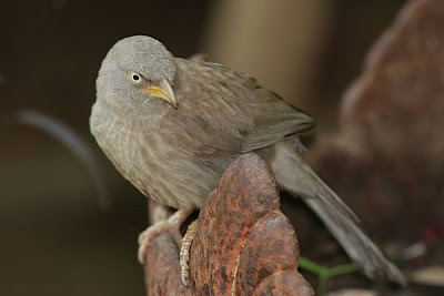 Babbler