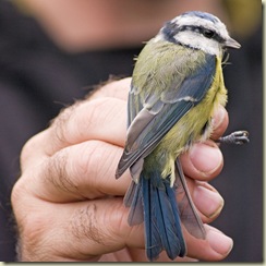 blue tit