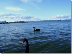 Lake Rotorua