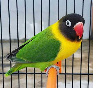 lovebird perso