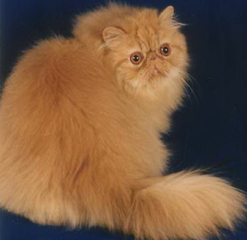 Persian Cat Breed Photos