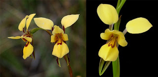 orquidea