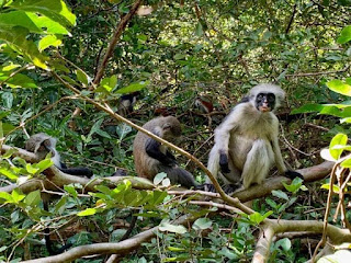 https://neweditiontv.blogspot.com/2020/06/zanzibar-red-colobus-monkeys.html