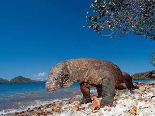 Pulau Komodo