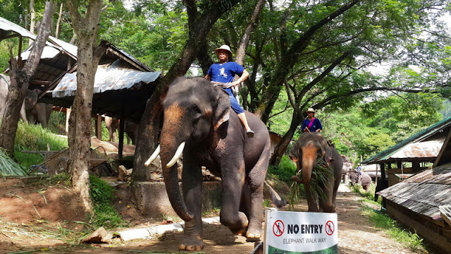 chiang mai elephant show,maesa elephant camp,mae sa elephant camp, tour agency in chiang mai