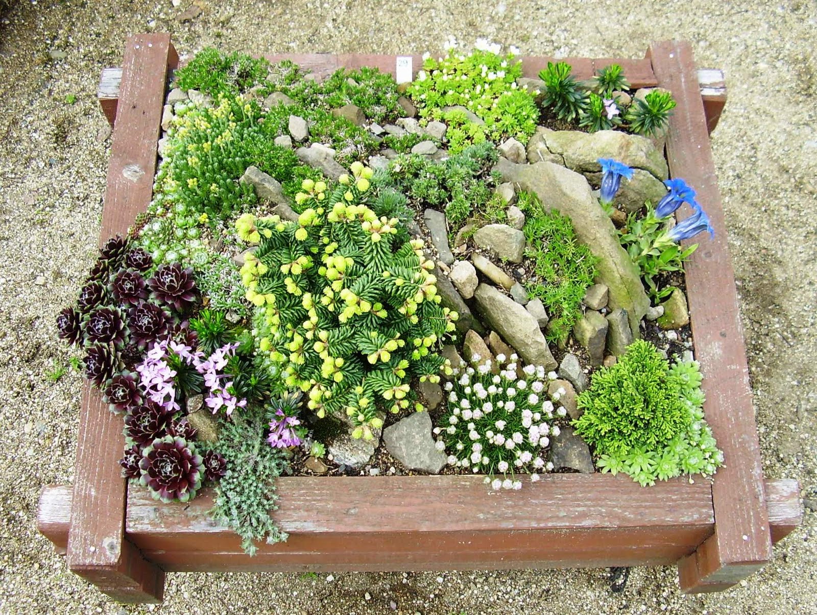 gardenless gardener: rock garden ideas