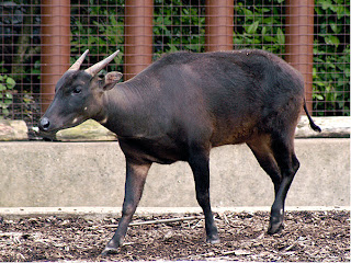 anoa