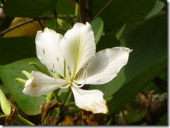 59 spring flowers