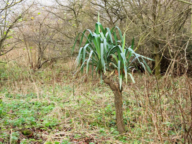 Yucca plant amid bare trees and dead vegetation