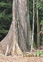 oca5