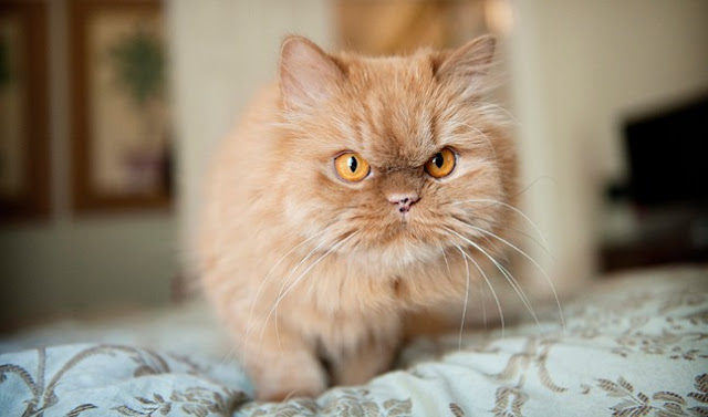 Persian cat