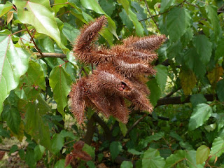 Roucou - Roucouyer - Arbre rouge à lèvres - Rocouyer - Rocou - Bixa orellana