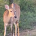 'Bambi zumbi': doença neurológica pode contaminar humanos nos EUA; entenda