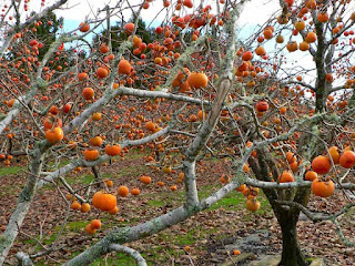 Persimmon Fruit Pictures