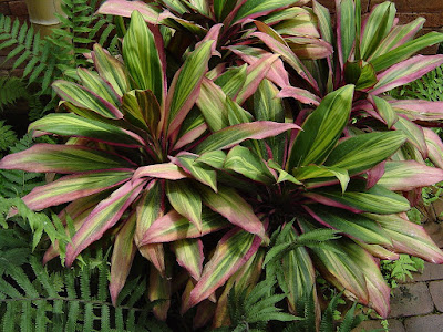 Cordyline fruticosa - Ti plant care and culture