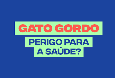 Obesidade felina, como identificar e tratar?