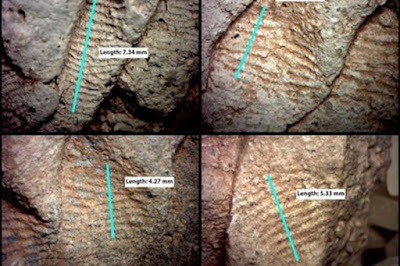 L'ampiezza dei segni delle impronte lasciate sulle ceramiche dell'XI secolo è stata utilizzata dai ricercatori per determinare il probabile sesso del vasaio.