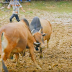 Most Awesome BullFighting festival