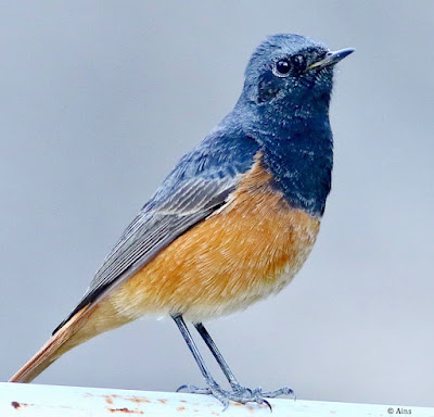 "Black Redstart (Phoenicurus ochruros) perched on garden gate, displaying dark plumage with contrasting orange-red tail feathers. Winter common migrant to Mount Abu."