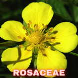 Rosaceae