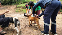 Cegah Penularan Rabies, Dinas Pertanian Pesibar Lakukan Vaksinasi Gratis